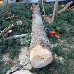 Wycinka drzew Kłodzko 2