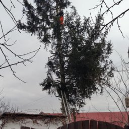 MNM Invest Usługi Ogrodniczo Budowlane Grzegorz Zięba - Pracownik w pomarańczowym kombinezonie na drabinie przy wysokiej sośnie, częściowo przysłonięty gałęziami, widoczny zza brązowego płotu i budynku z czerwonym dachem w pochmurny dzień.