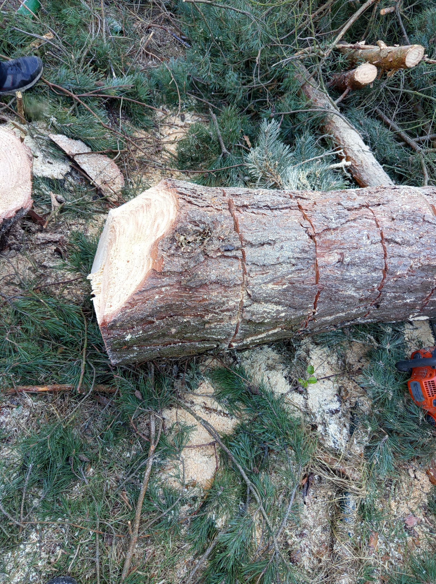 Ścięty pień drzewa z nacięciami, otoczony igliwiem i trocinami, z fragmentem pomarańczowej piły łańcuchowej w prawym dolnym rogu i fragmentem buta w lewym górnym rogu.