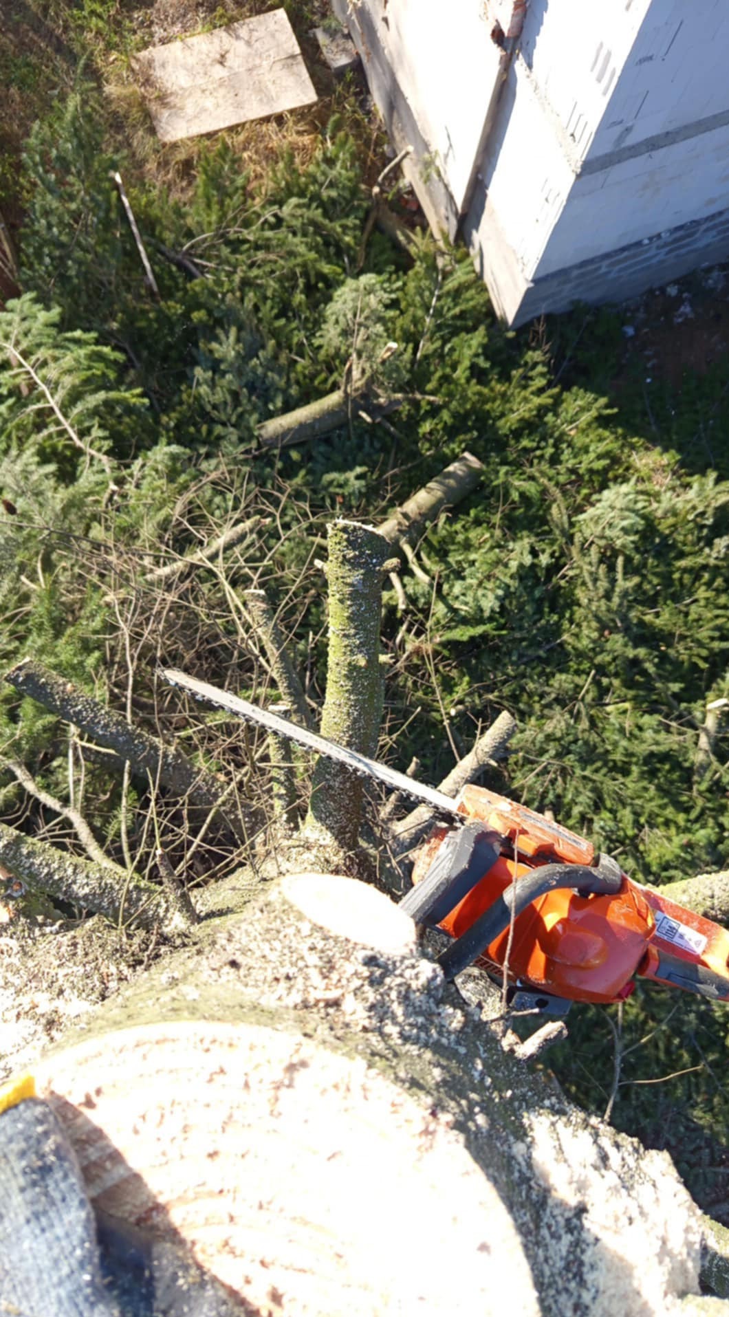 Pomarańczowa piła łańcuchowa spoczywa na pniu ściętego drzewa, otoczona gałęziami i igliwiem, z widocznym fragmentem niedokończonej konstrukcji w tle.