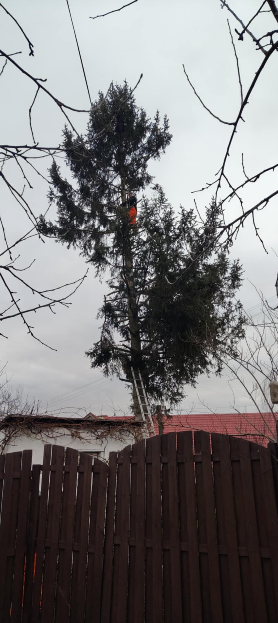 Pracownik w pomarańczowym kombinezonie na drabinie przy wysokiej sośnie, częściowo przysłonięty gałęziami, widoczny zza brązowego płotu i budynku z czerwonym dachem w pochmurny dzień.