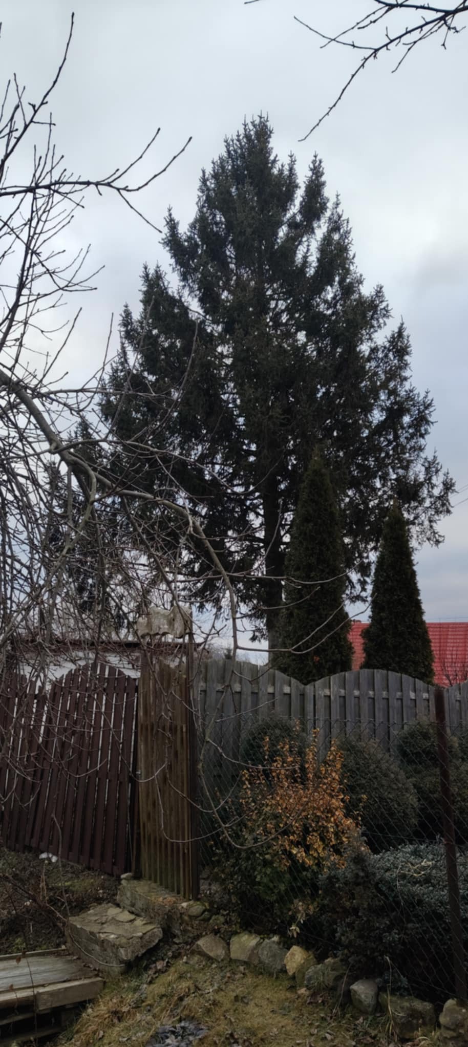 Duża, ciemna choinka górująca nad ogrodzeniem, z widocznymi mniejszymi tujami i fragmentem dachu domu w tle, sfotografowana w pochmurny dzień.