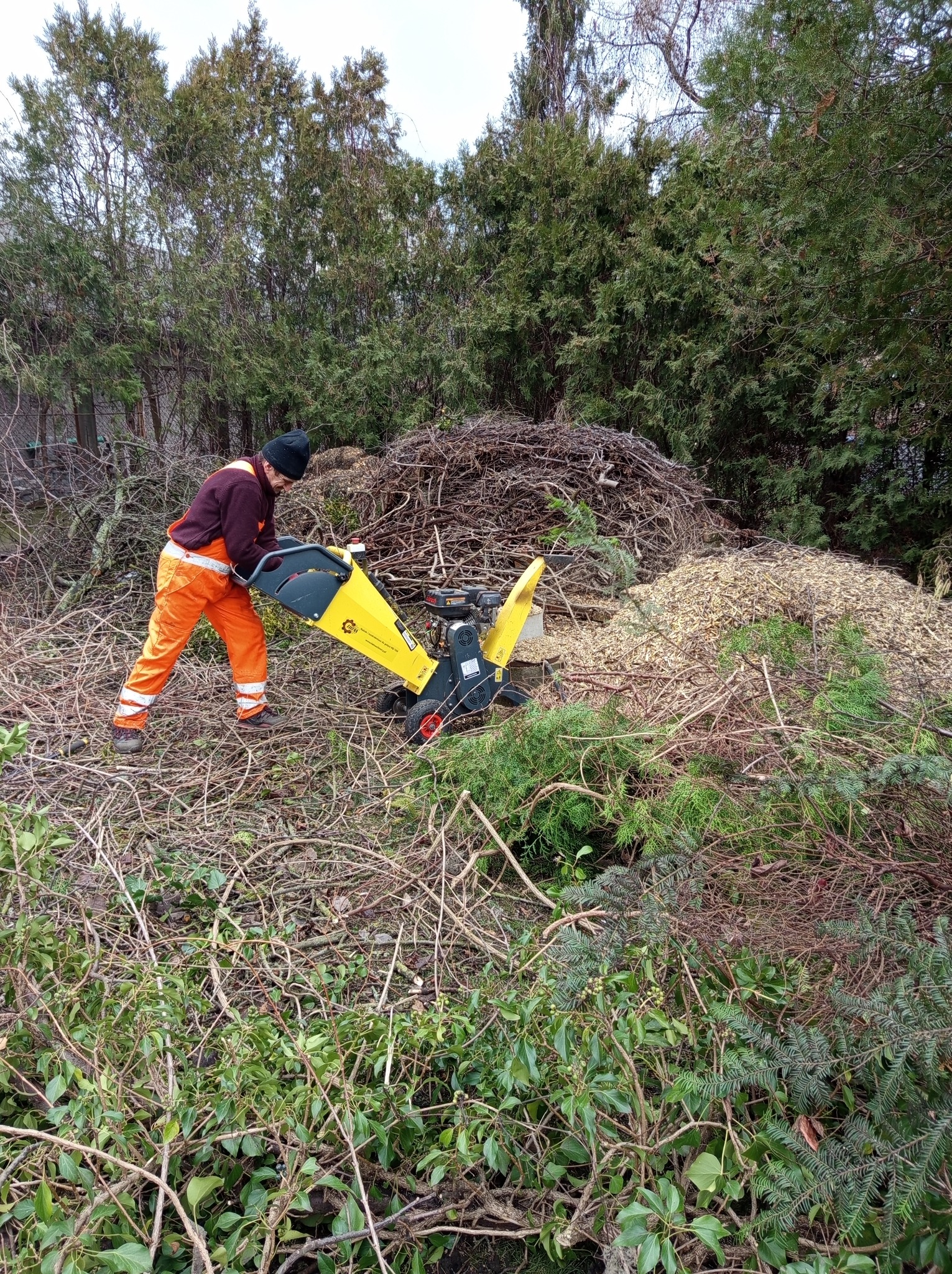 Pracownik w pomarańczowych spodniach obsługuje żółtą rozdrabniarkę gałęzi na tle sterty gałęzi i drzew