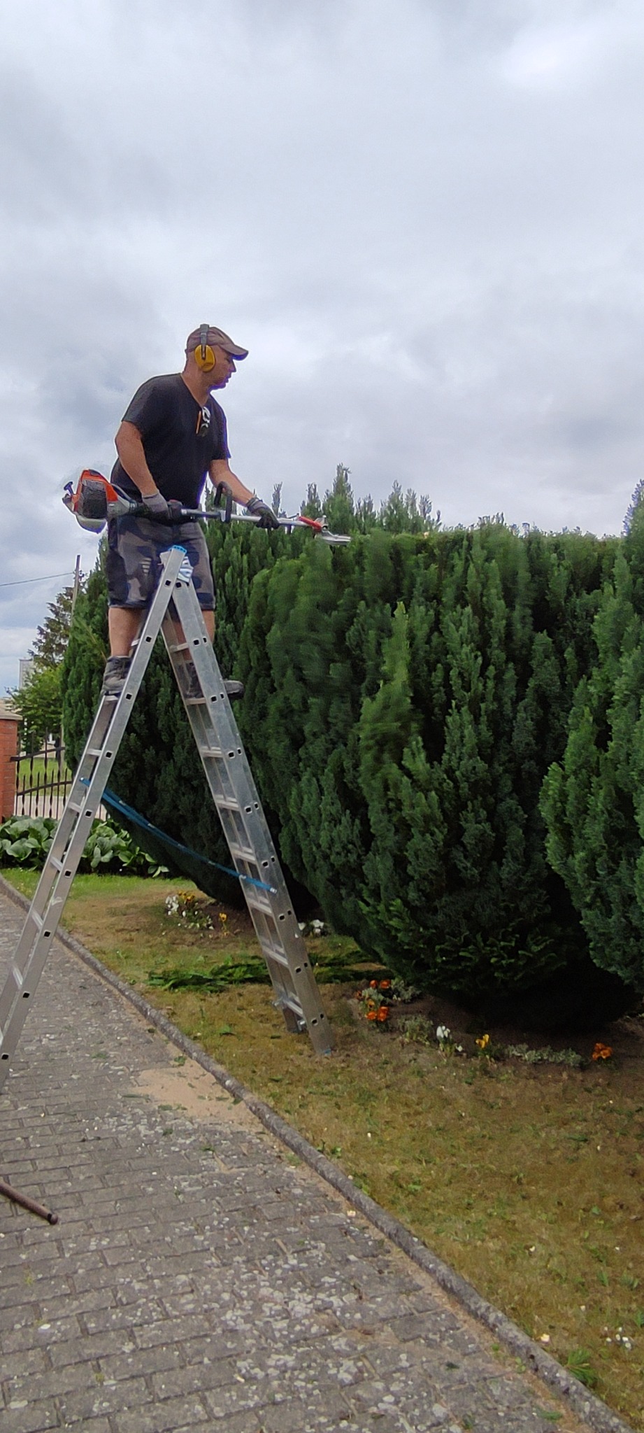 Mężczyzna na drabinie przycina żywopłot nożycami spalinowymi. Widoczne ścięte gałązki na chodniku. Praca w ogrodzie w pochmurny dzień.