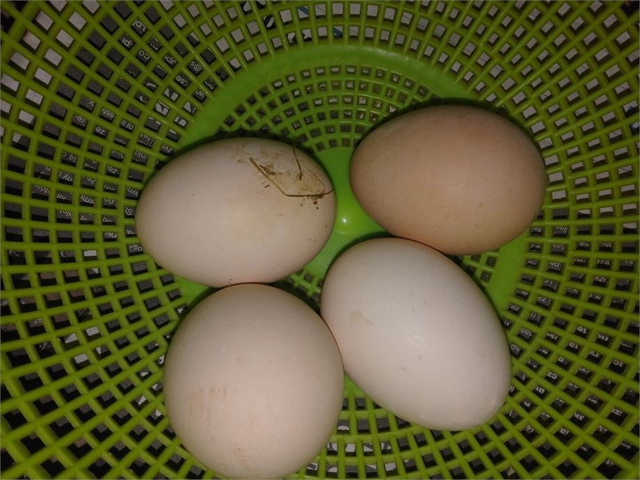 Cztery sztuki w koszyku z tworzywa sztucznego: trzy białe i jedno beżowe, z lekkimi zabrudzeniami na skorupce jednego z nich.