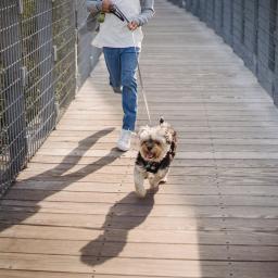 Spacer z psem - Wyprowadzanie psa - wyprowadzę psa na spacer - Spacery z Psem Gdynia