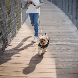 Yorkshire terrier w czarnej uprzęży biegnie po drewnianej kładce z metalowymi barierkami, prowadzony na smyczy przez osobę w dżinsach i białych butach.