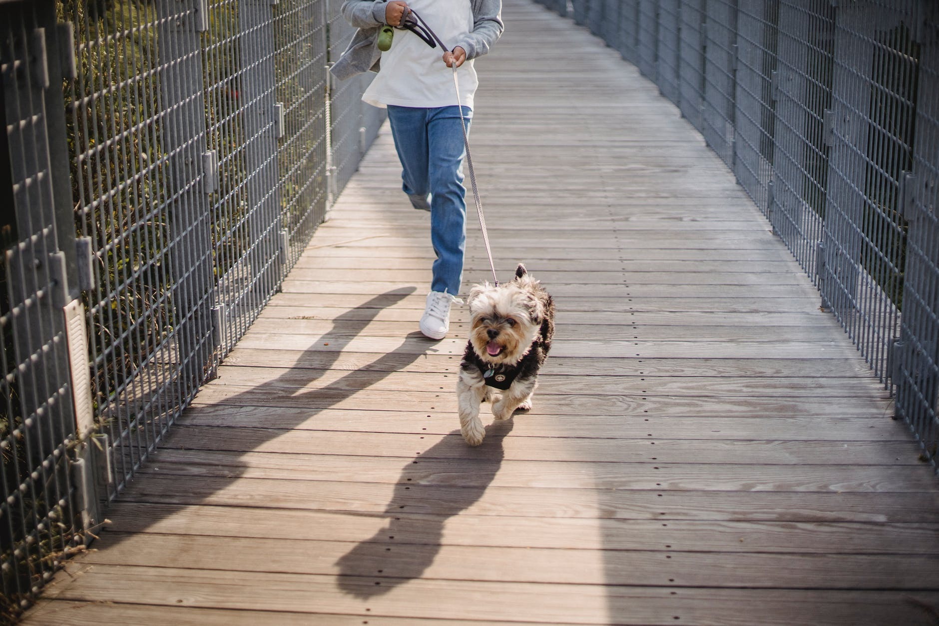 Yorkshire terrier w czarnej uprzęży biegnie po drewnianej kładce z metalowymi barierkami, prowadzony na smyczy przez osobę w dżinsach i białych butach.
