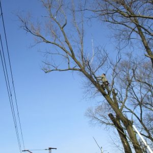 Mężczyzna w jasnej kurtce, zabezpieczony linami, przycina gałęzie wysokiego drzewa na tle błękitnego nieba. Widoczne przewody elektryczne i fragment drabiny.