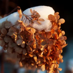 Zimowe, brązowe kwiaty hortensji okryte śniegiem i lodem w promieniach zachodzącego słońca.