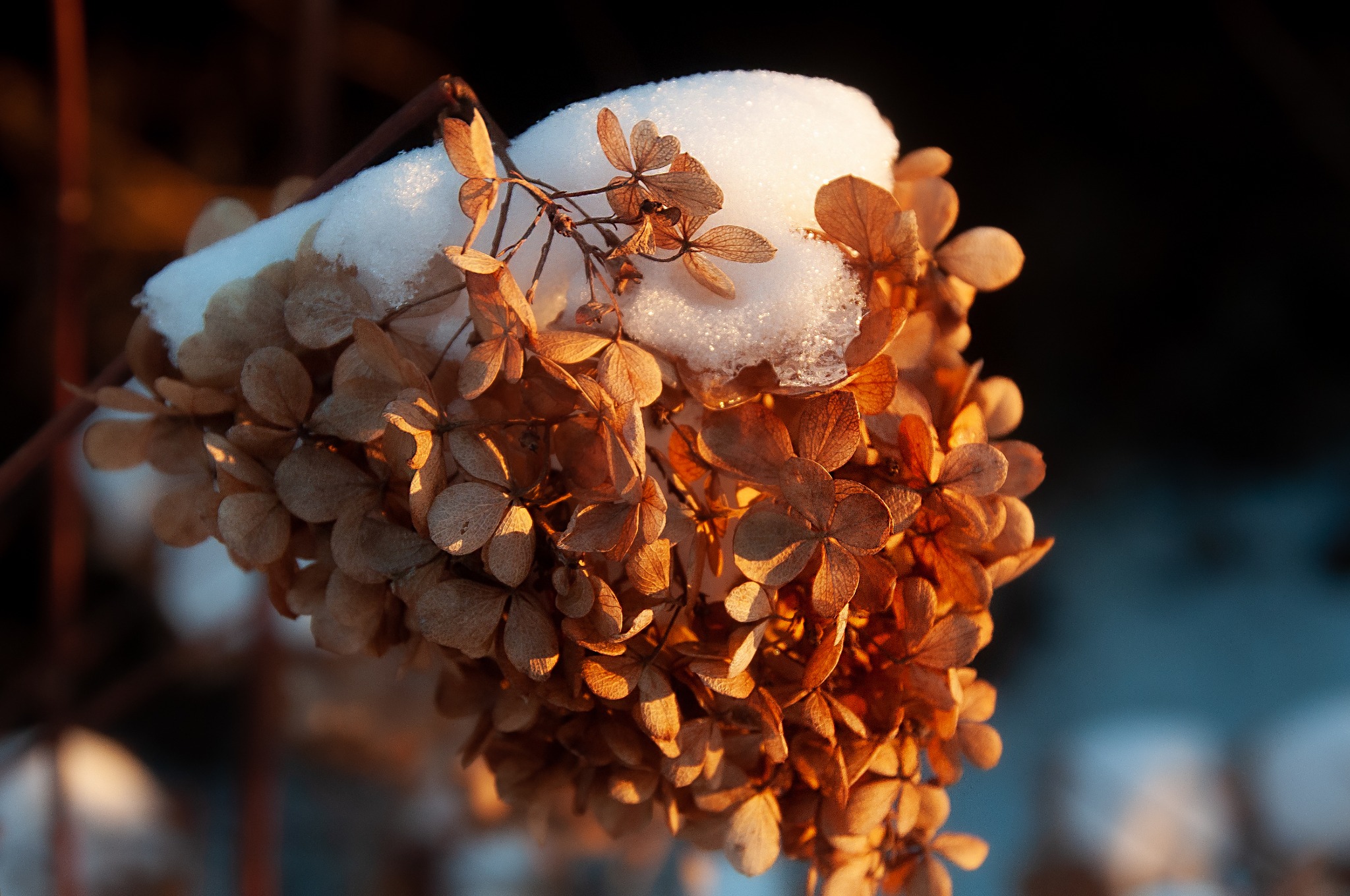 Zimowe, brązowe kwiaty hortensji okryte śniegiem i lodem w promieniach zachodzącego słońca.