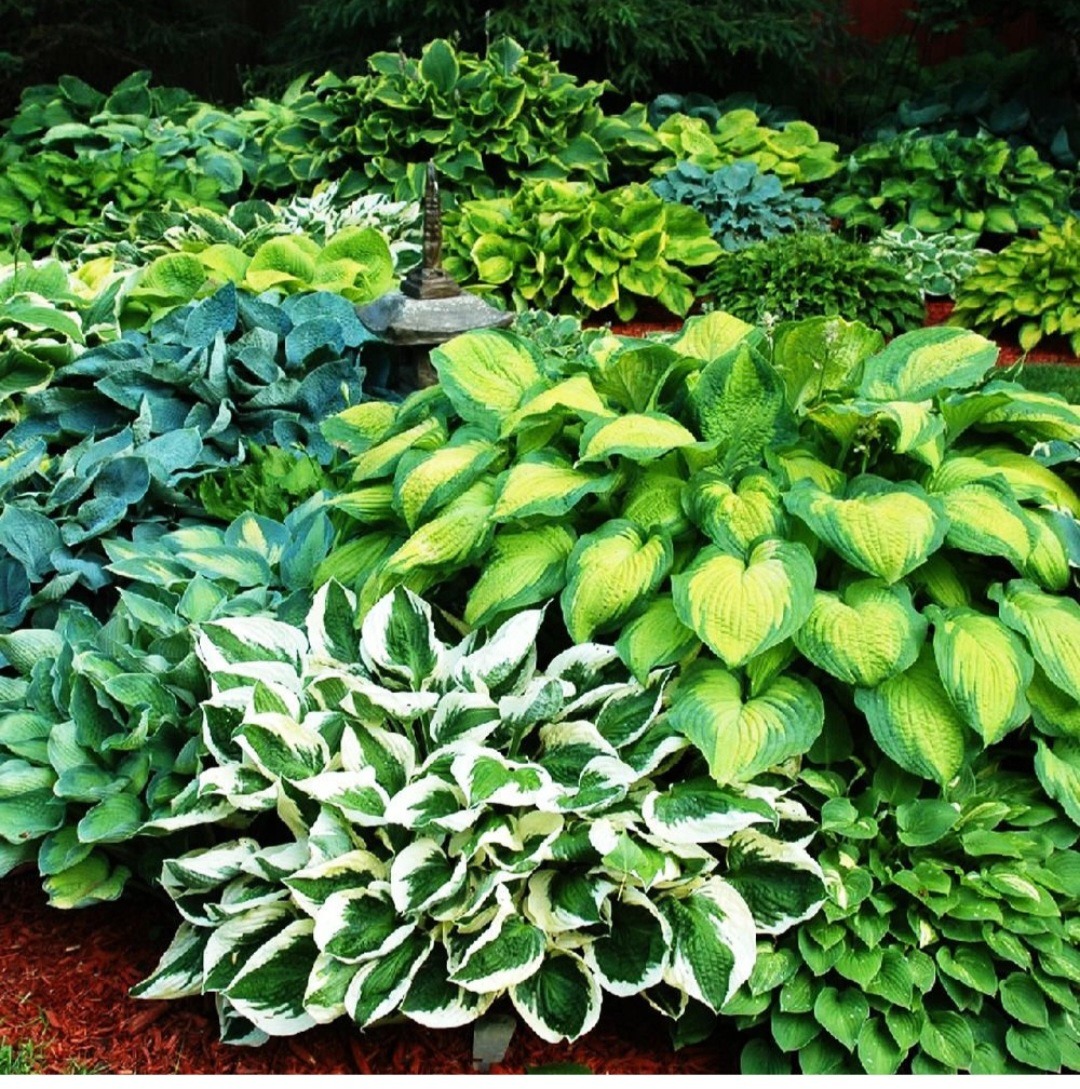 Hosty polecają się na zacienione miejsca.