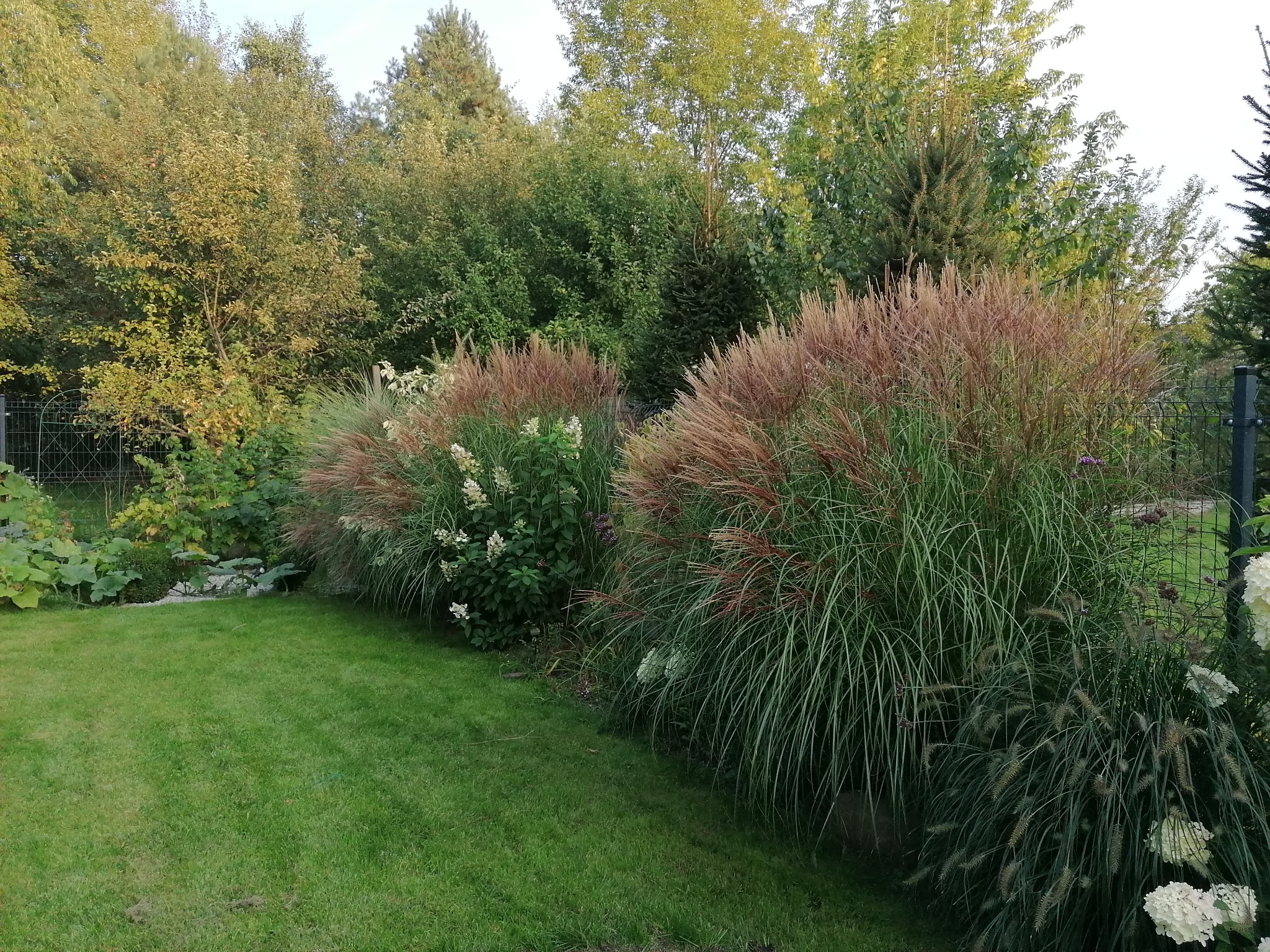 Urokliwy ogród z ozdobnymi trawami i kwitnącymi hortensjami, oddzielony od sąsiedniej posesji metalowym ogrodzeniem. Bujna zieleń i drzewa w tle.