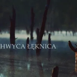 Ujęcie z drona mokradeł w Łęknicy z wystającymi pniami drzew, w tle zamglony las, na wodzie delikatne refleksy świetlne i napis 'Czym zachwyca Łęknica'.