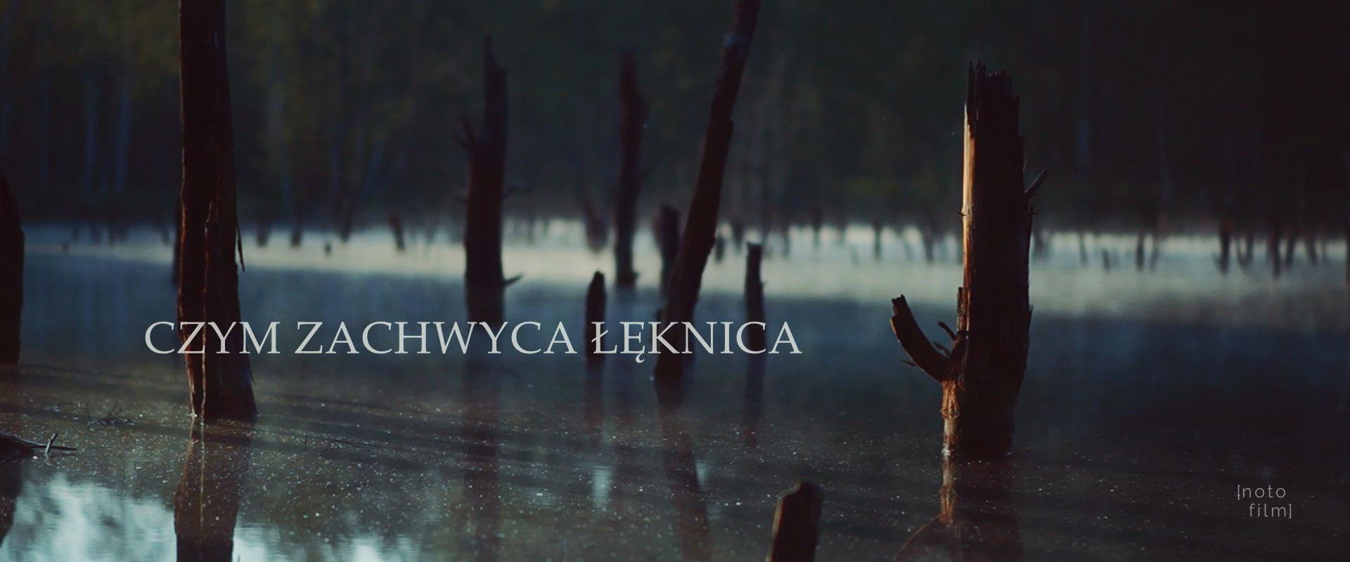 Ujęcie z drona mokradeł w Łęknicy z wystającymi pniami drzew, w tle zamglony las, na wodzie delikatne refleksy świetlne i napis 'Czym zachwyca Łęknica'.