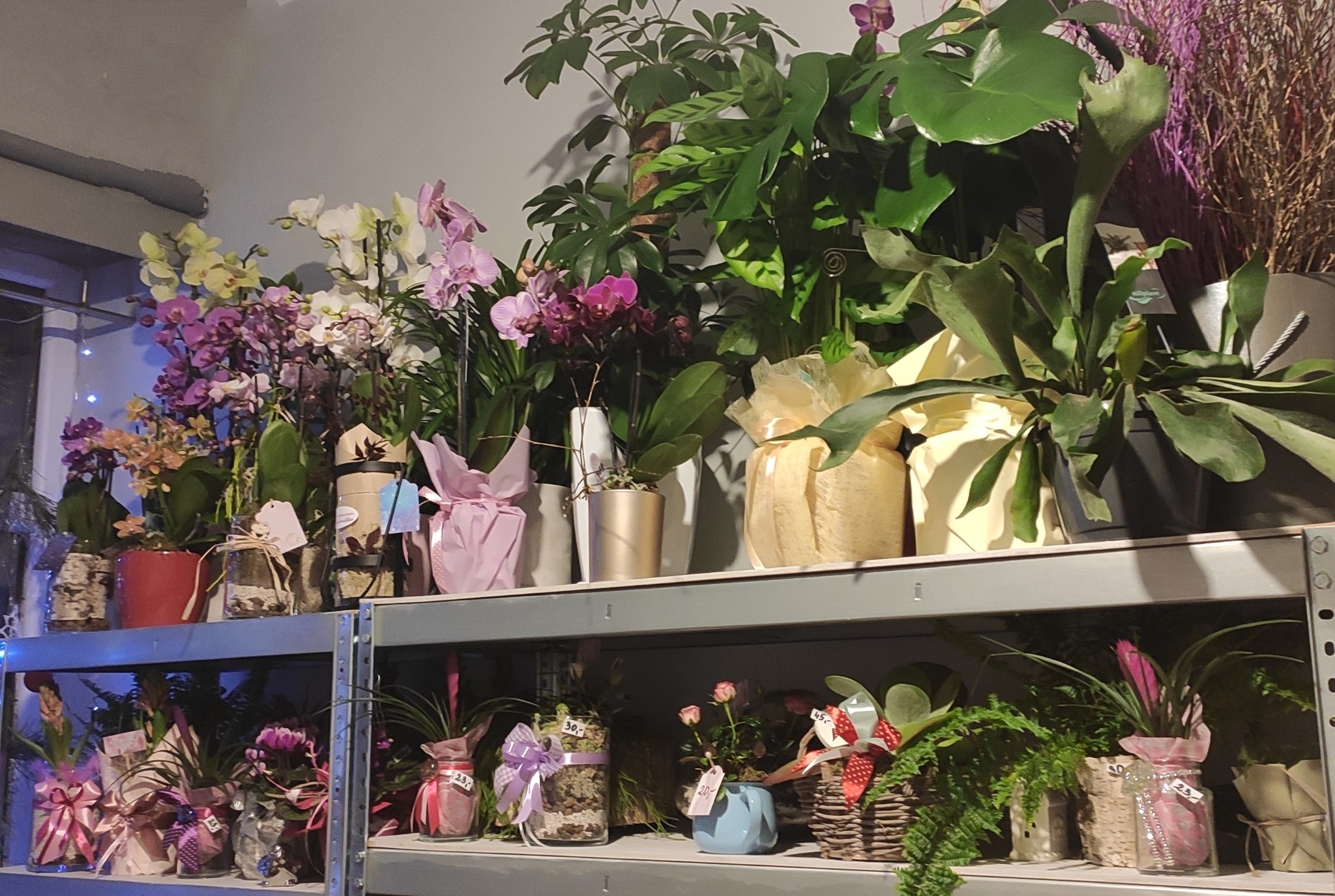 Różnorodność roślin doniczkowych, w tym storczyki i monstery, prezentowana na metalowych regałach w sklepie, niektóre zapakowane w ozdobny papier i wstążki, gotowe do wręczenia jako prezent.