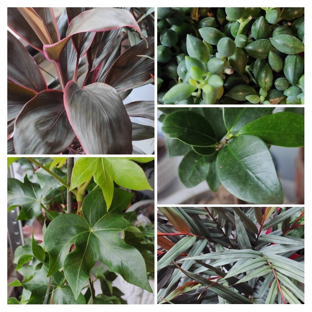 Kompozycja z pięciu zbliżeń różnych roślin doniczkowych: Cordyline fruticosa z bordowymi liśćmi, płożący sukulent z kulistymi liśćmi, zielony Ficus microcarpa, bluszcz z jasnozielonymi młodymi...