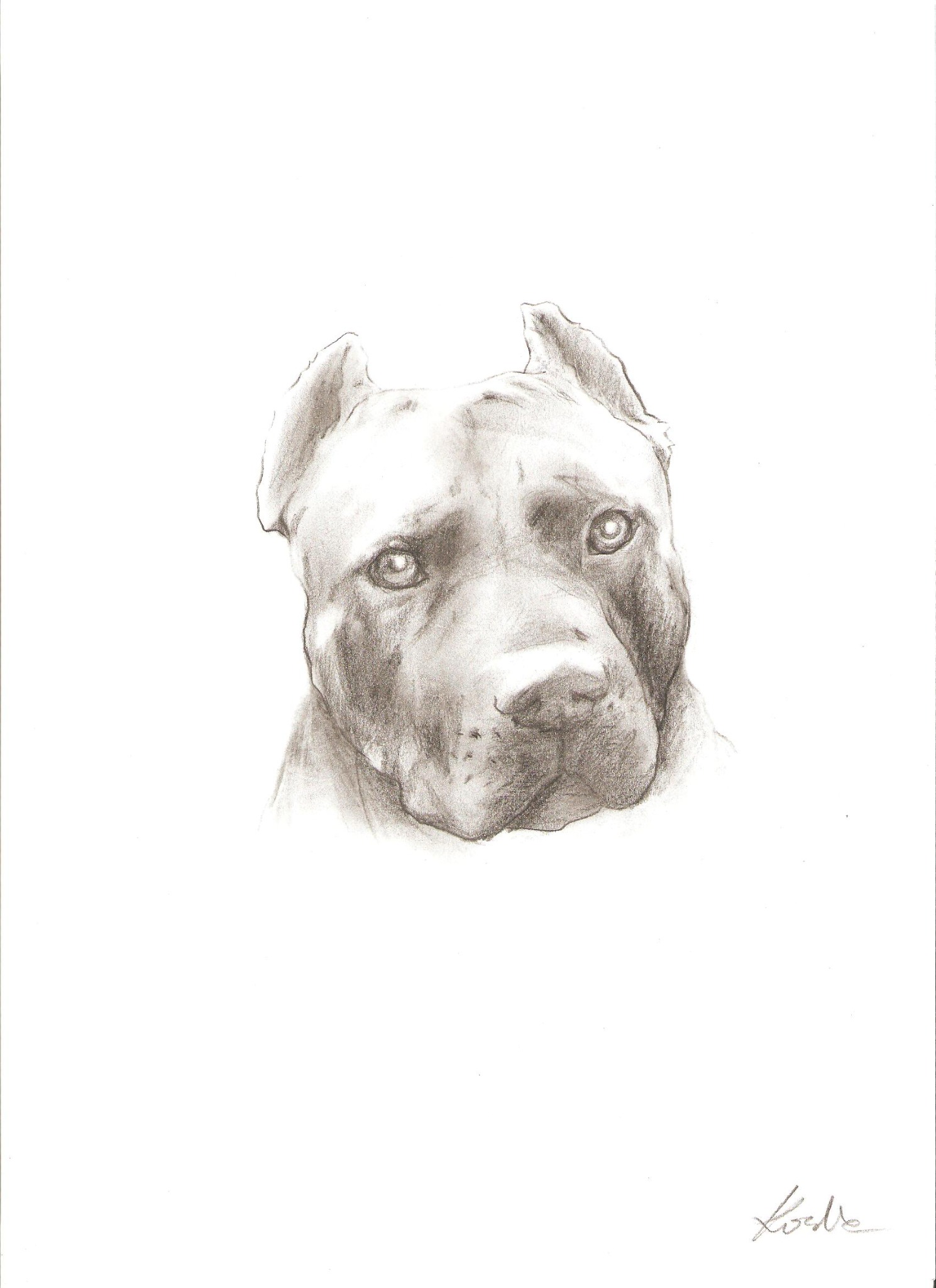 Szkic ołówkiem przedstawiający portret psa rasy pitbull z przyciętymi uszami, z delikatnym cieniowaniem i widocznym podpisem autora w prawym dolnym rogu.