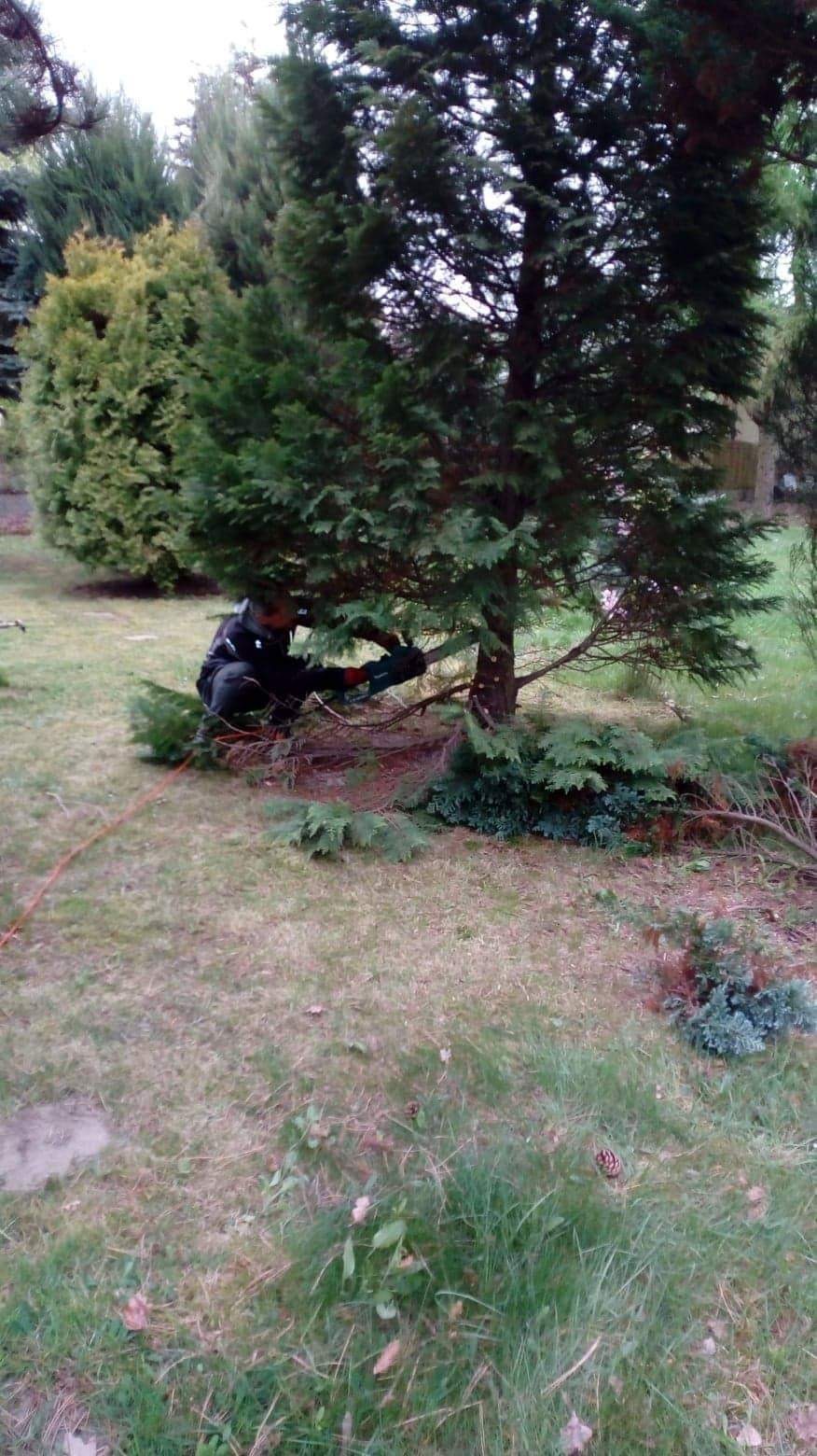 Pracownik w czarnym ubraniu przycina dolne gałęzie ciemnozielonego iglaka za pomocą elektrycznej piły łańcuchowej, z widocznym pomarańczowym przewodem zasilającym na trawniku.