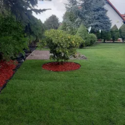 Świeżo założony trawnik z młodym drzewkiem otoczonym czerwoną korą, obok ścieżka z kostki brukowej i rabata wyłożona korą, w tle różnorodne drzewa i krzewy oraz dom z czerwonym dachem.