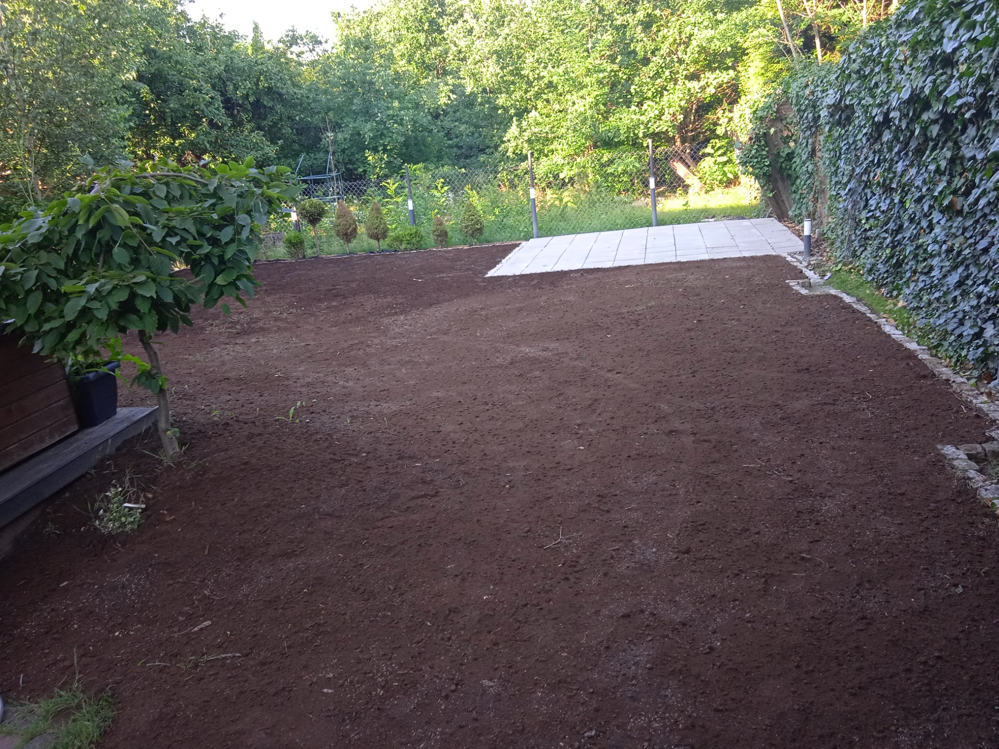 Przygotowany teren pod trawnik, świeżo wyrównana ziemia, widoczne młode drzewka iglaste w rzędzie, obrzeże z kamieni, częściowo ułożone płyty chodnikowe.