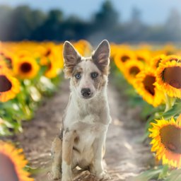 Fotografia kulinarna Kalbarczyk - Border Collie o niebieskich oczach siedzi na ścieżce pośród kwitnących słoneczników w słoneczny dzień.