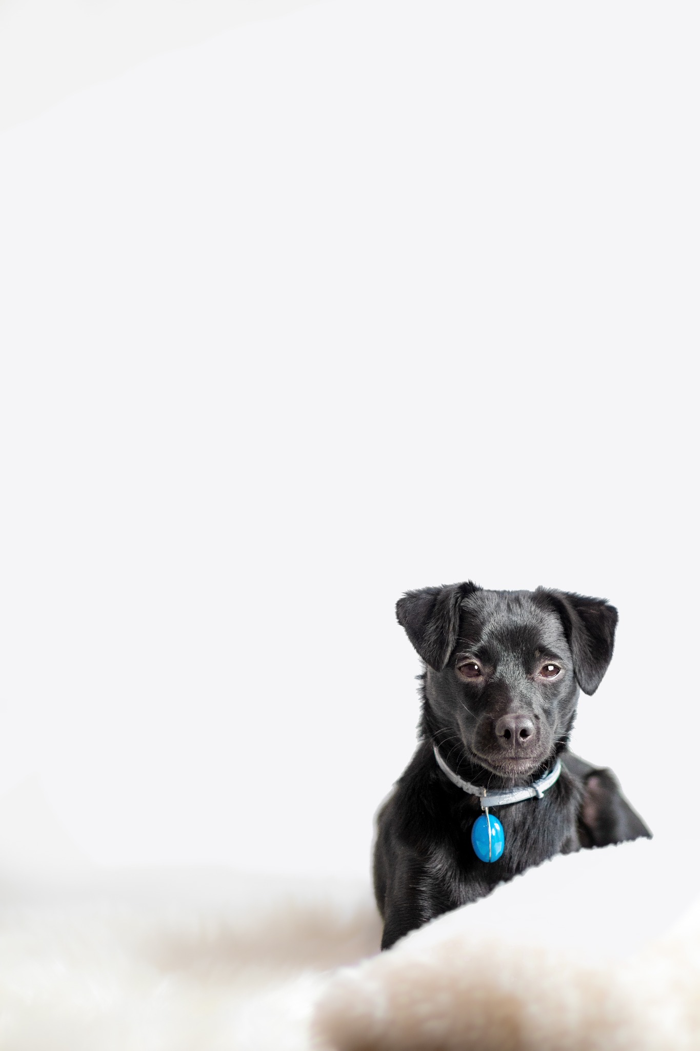 Portret czarnego psa rasy mieszanej z niebieską adresówką, leżącego na białym, puszystym dywanie na jasnym tle.
