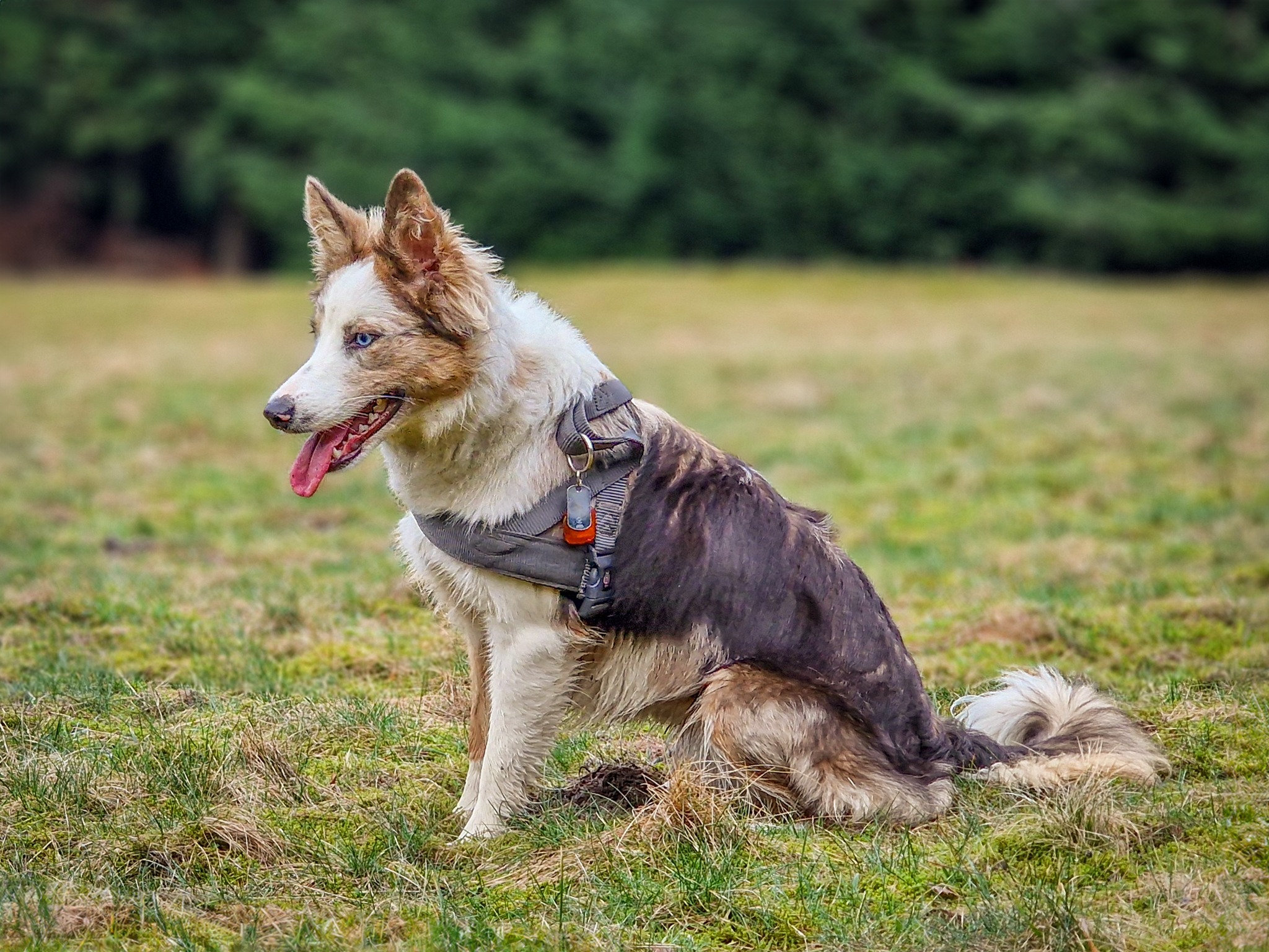 Border Collie z niebieskimi oczami, siedzący na trawie w szelkach, z widocznym identyfikatorem i wywieszonym językiem, na tle zieleni.