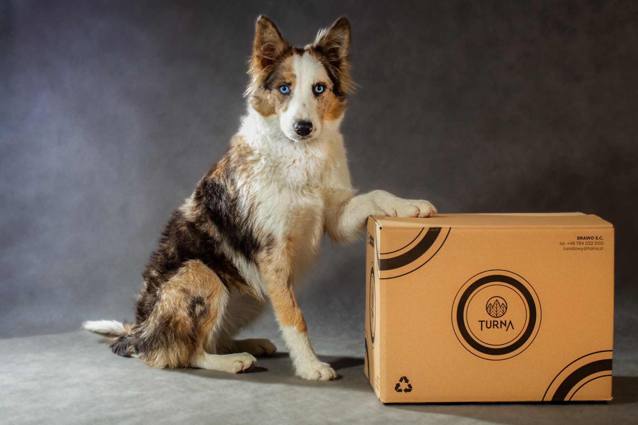 Uroczy pies rasy border collie o niebieskich oczach opiera łapę na kartonowym pudełku z logo 'TURNA' na szarym tle.