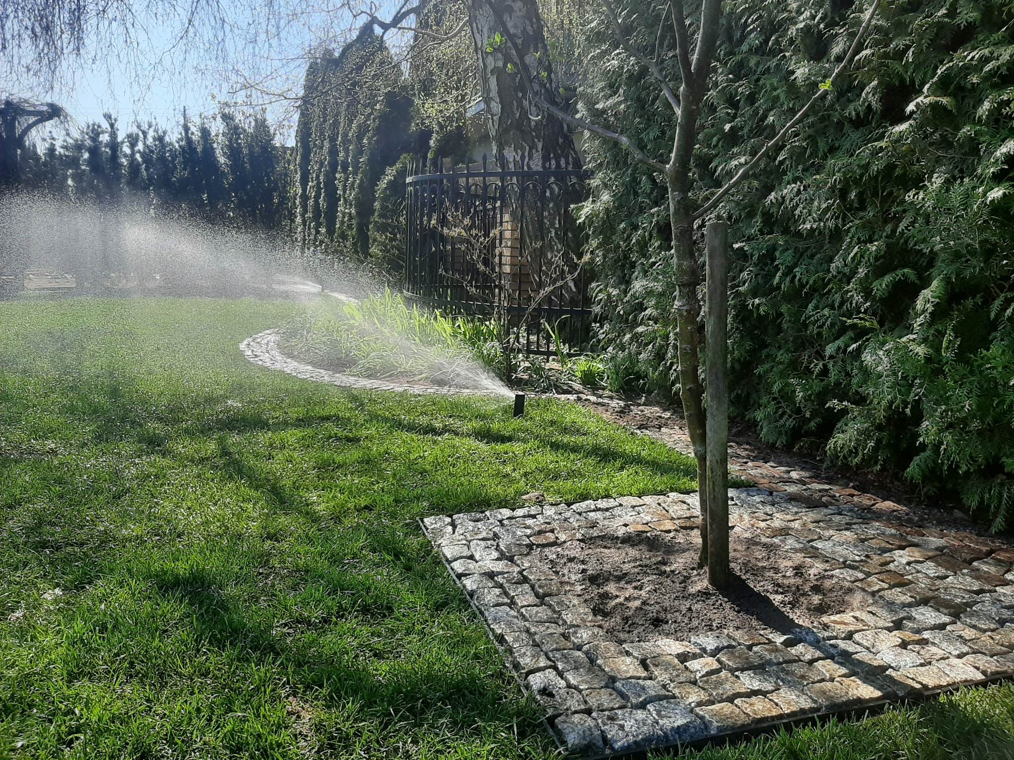 Automatyczny system nawadniania trawnika w ogrodzie z kostką brukową wokół drzewa i żywopłotem w tle.