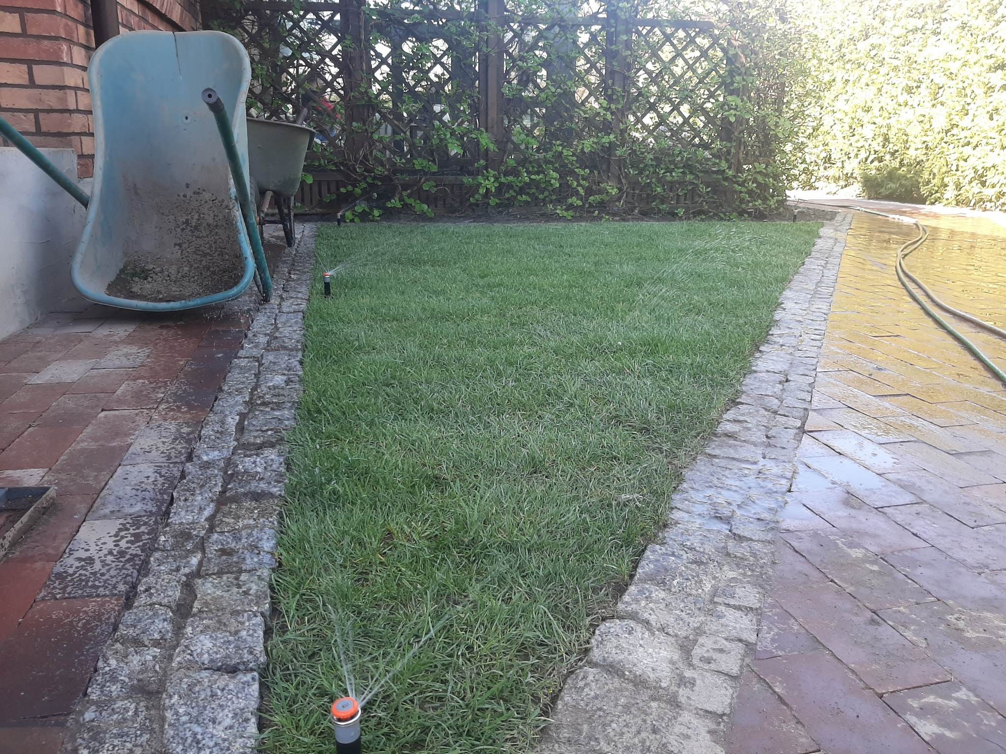 Świeżo położona trawa z rolki, nawadniana przez zraszacze, obok ścieżki z kostki, w tle zielona siatka ogrodzeniowa i taczka oparta o ścianę.