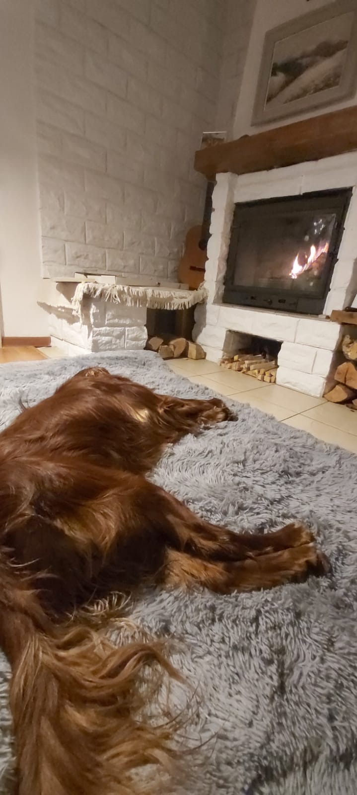 Irlandzki seter leży na puszystym szarym dywanie przed kominkiem z palącym się ogniem i ceglaną obudową, obok ułożone drewno opałowe.