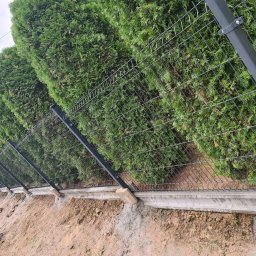 HKS- INFRASTRUKTURA Sławomir Hebda - Nowoczesne ogrodzenie panelowe w kolorze grafitowym, zamontowane na betonowej podmurówce, z tłem z gęstych, zielonych tuj. Widok z perspektywy ziemi.