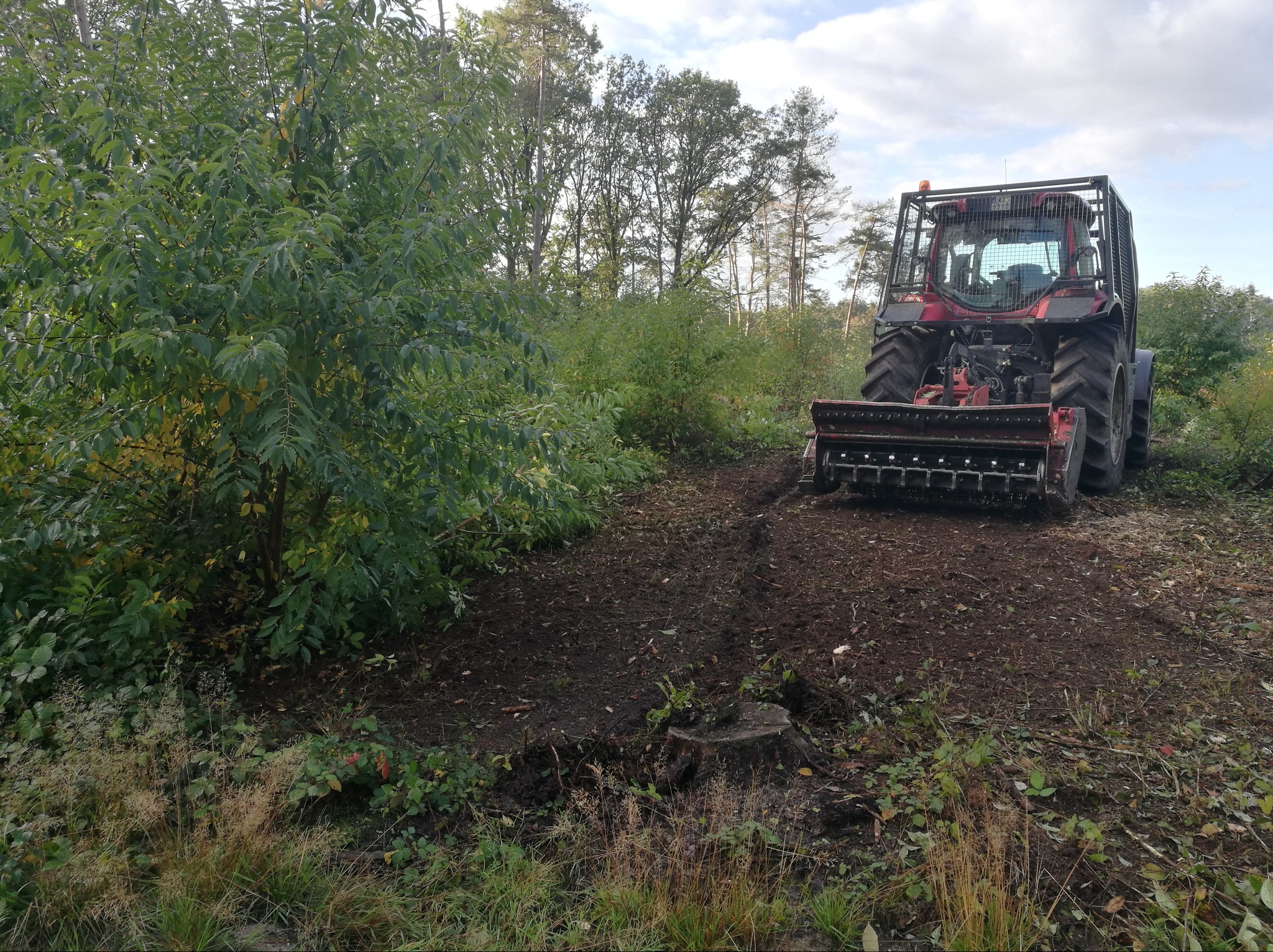 Czerwony traktor z mulczerem leśnym na skraju lasu, świeżo po wykarczowaniu terenu, widoczny pień po ściętym drzewie.
