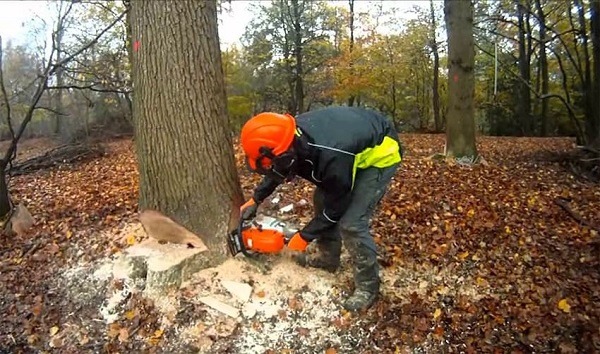 Osoba w kasku ochronnym tnie drzewo piłą łańcuchową w lesie, widać świeże wióry i ścięty pień.