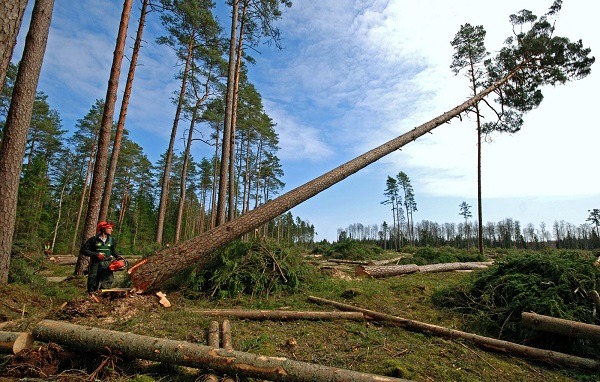 Leżące ścięte drzewo w lesie, pracownik w kasku z pilarką w tle, widoczne pozostałości po wycince.