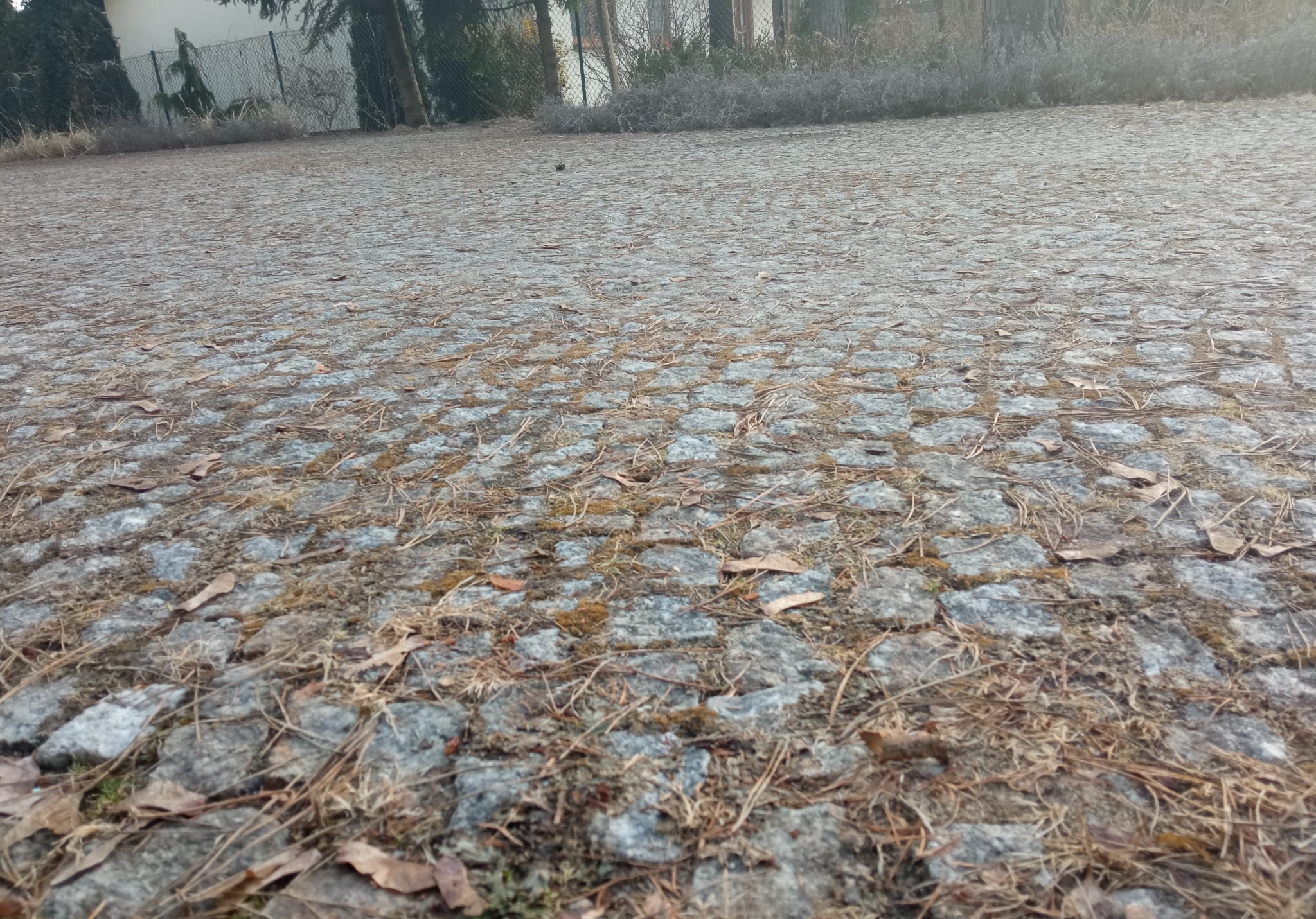 Szara kostka brukowa pokryta opadłymi igłami sosnowymi i liśćmi, widok z niskiej perspektywy.