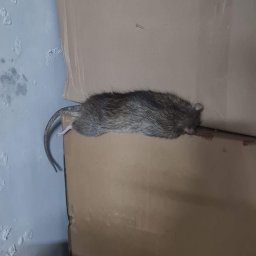 Martwy szczur po spożyciu trutki