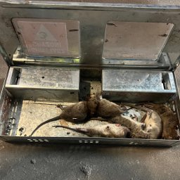 Odłowione szczury w stacji żywołownej 