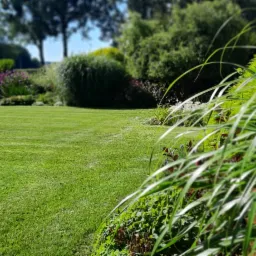 Starannie utrzymany trawnik z ozdobnymi trawami na pierwszym planie i różnorodną roślinnością w tle, w tym kuliste krzewy i drzewa liściaste, uchwycony w słoneczny dzień.