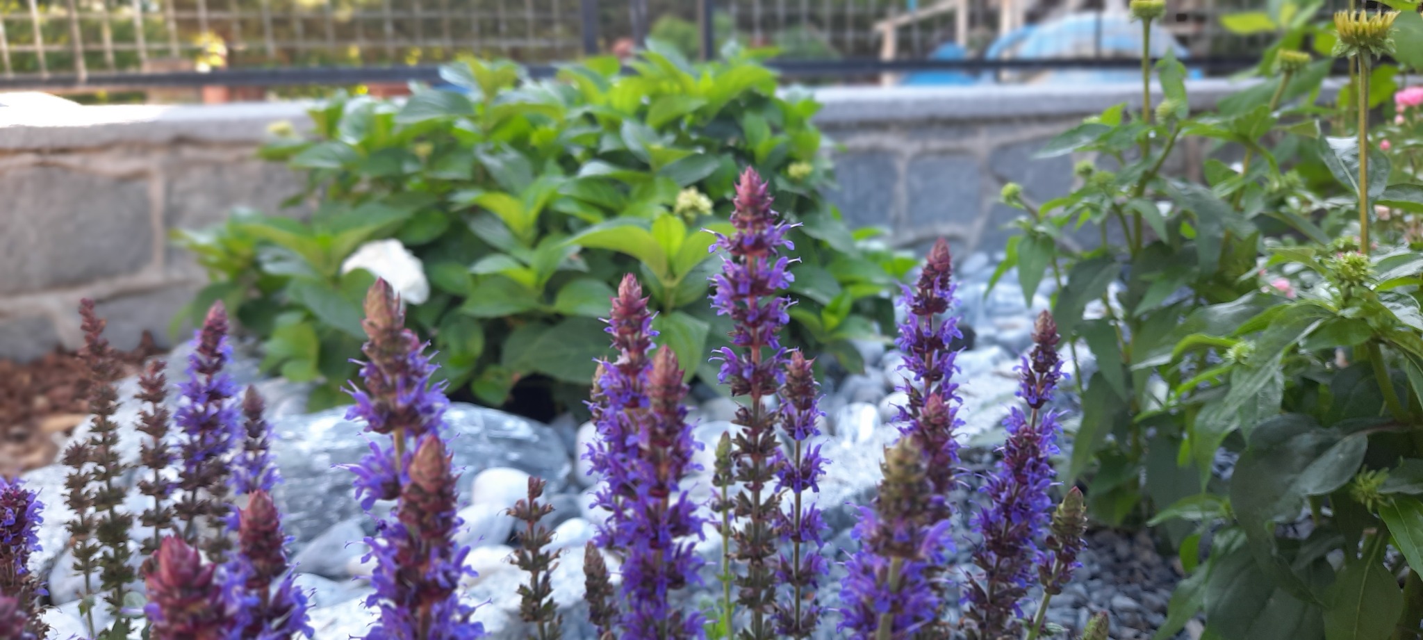 Kwitnąca szałwia omszona w ogrodzie z kamiennym obrzeżem i dekoracyjnym żwirem, w tle hortensja i metalowe ogrodzenie.