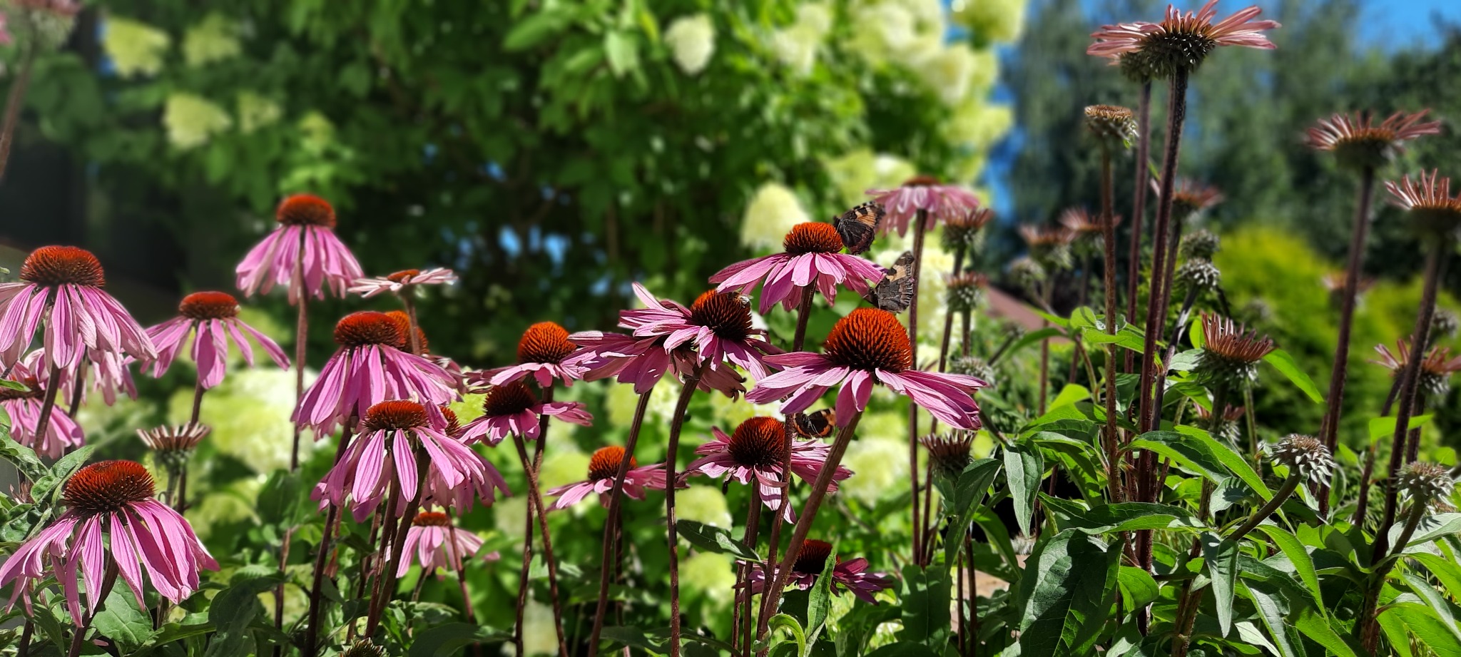 Kępa kwitnących jeżówek purpurowych z motylami na kwiatach, w tle rozmyte hortensje i zieleń ogrodu.