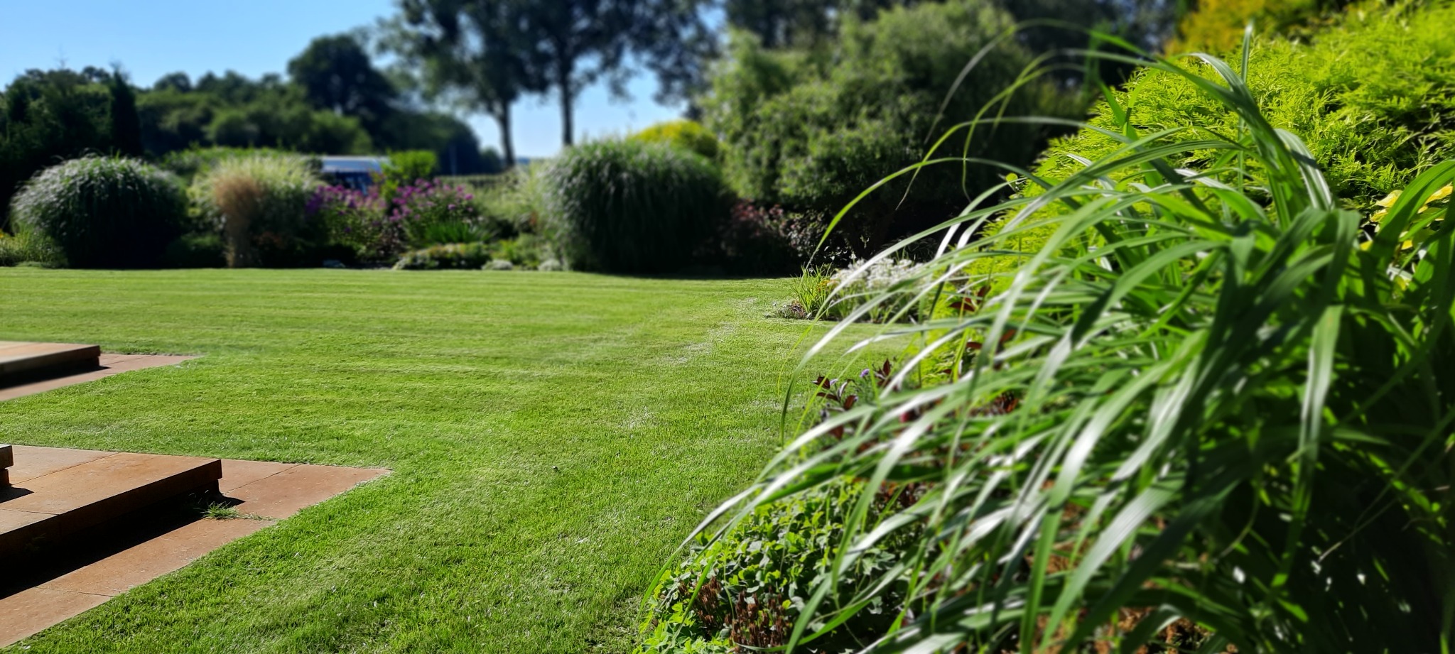 Starannie utrzymany trawnik z ozdobnymi trawami na pierwszym planie i różnorodną roślinnością w tle, w tym kuliste krzewy i drzewa liściaste, uchwycony w słoneczny dzień.