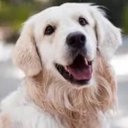 Witam mam 15 lat z checia wyprowadze psa na spacer za drobna sume pieniezna cena do ustalenia