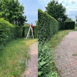 Ogarnięte - Mężczyzna na aluminiowej drabinie przycinający wysoki żywopłot z ciemnozielonych liści, widoczny chodnik z czerwonej kostki brukowej i trawnik z czerwonymi makami, po prawej stronie żywopłot po...