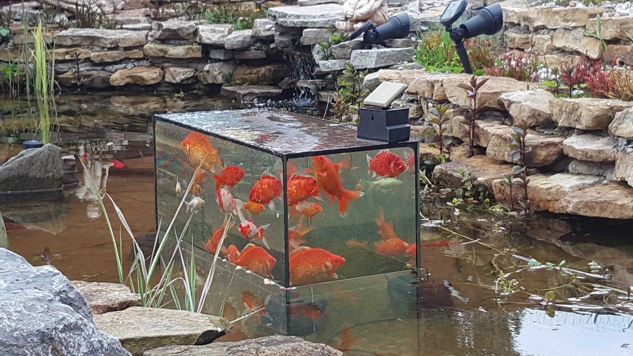 Ozdobny zbiornik z rybami koi wkomponowany w oczko wodne z kaskadą kamienną, oświetlony lampami solarnymi.