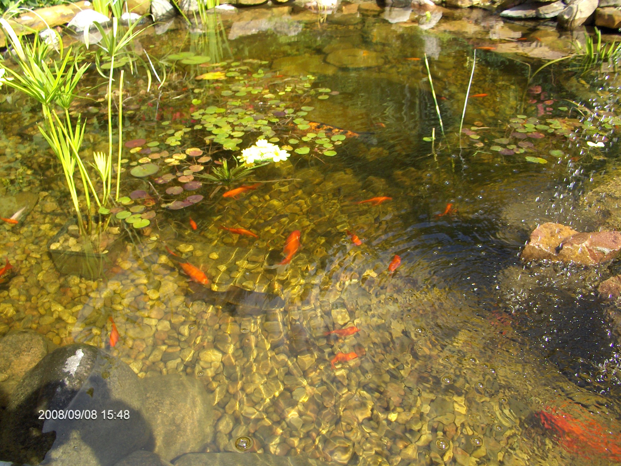 Oczko wodne z kamiennym brzegiem, liliami wodnymi i pływającymi pomarańczowymi rybkami.