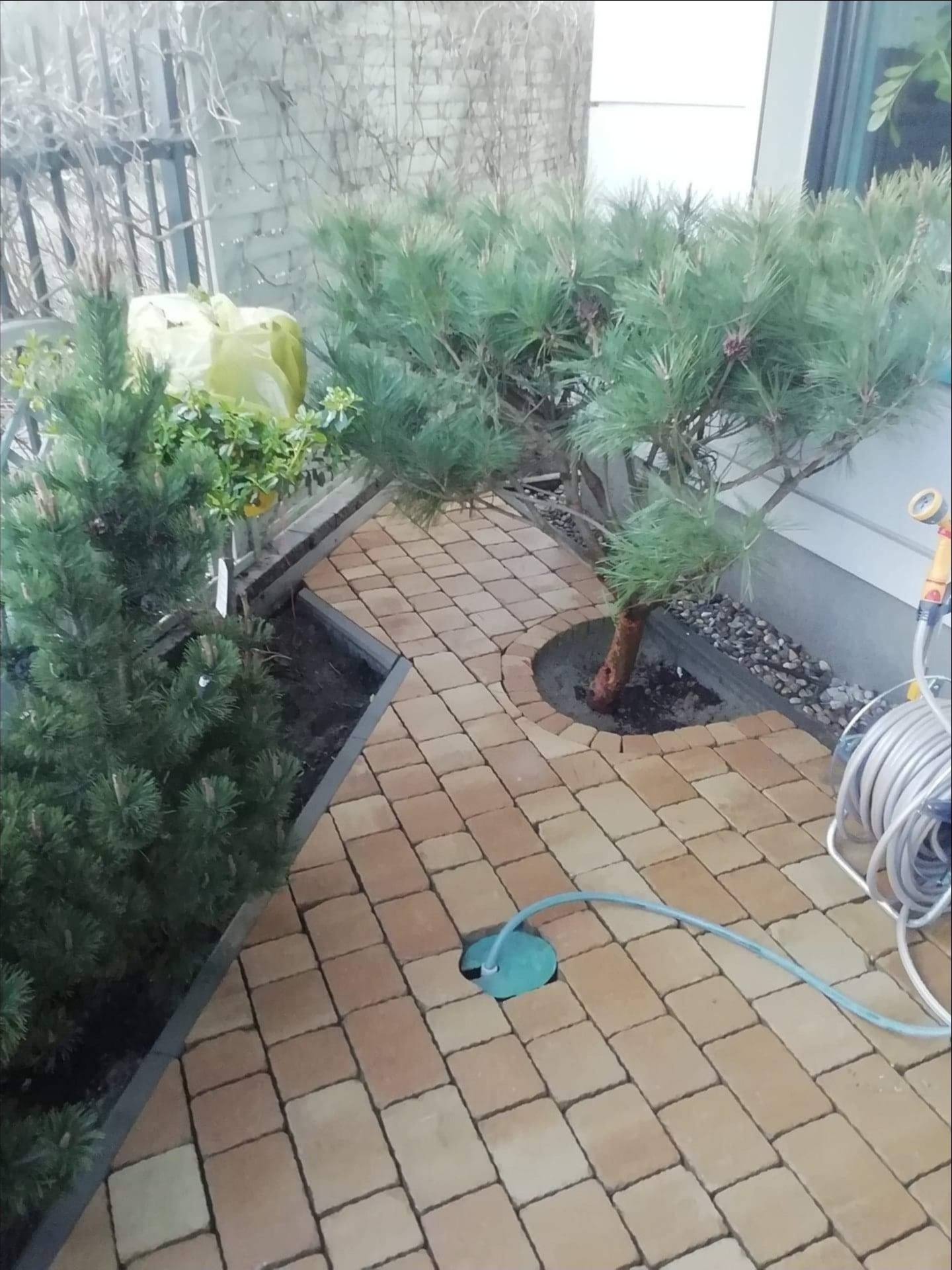 Ułożona kostka brukowa w odcieniach beżu i brązu tworząca ścieżkę wokół dwóch młodych sosen w donicach, z widocznym wężem ogrodowym i zieloną pokrywą studzienki.