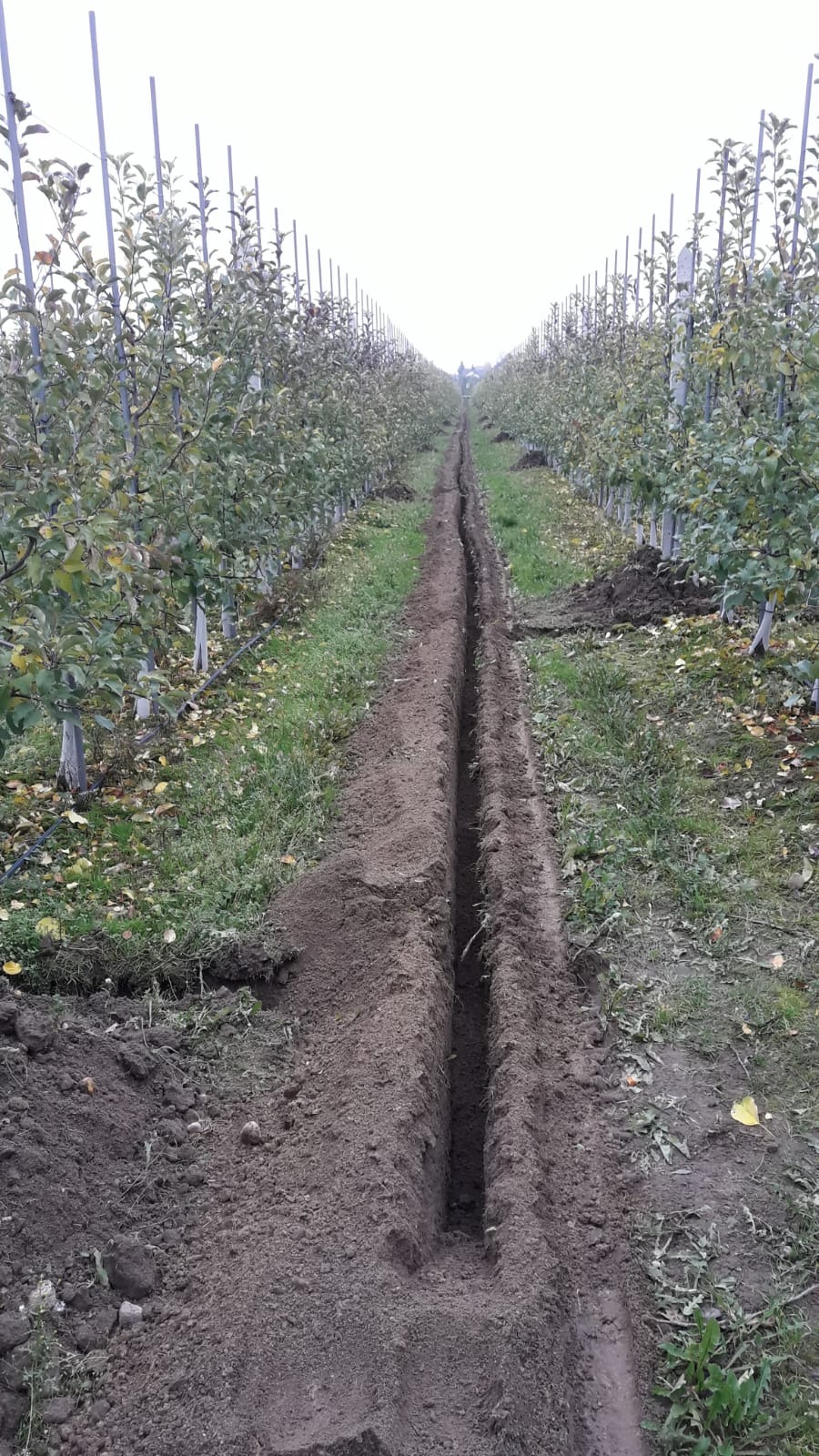 Prosty, głęboki rów wykopany wzdłuż rzędu drzew owocowych w sadzie, z widocznymi śladami pracy ziemnej i stertami ziemi po bokach.