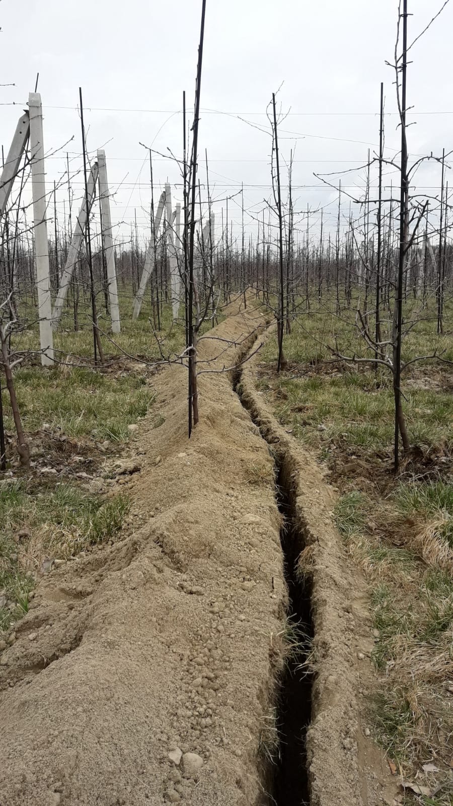 Długi, wąski wykop w ziemi, biegnący między rzędami młodych drzewek owocowych, z betonowymi słupkami widocznymi w tle, wykonany prawdopodobnie pod instalację nawadniającą.